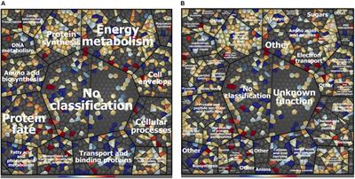 Biofilm and Pathogenesis-Related Proteins in the Foodborne P. fluorescens ITEM 17298 With Distinctive Phenotypes During Cold Storage